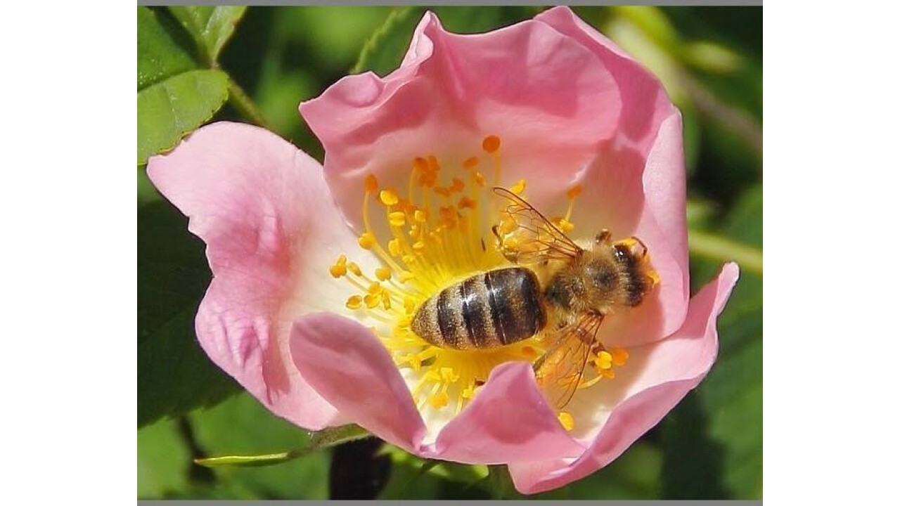 Pollen und Nektar sammeln