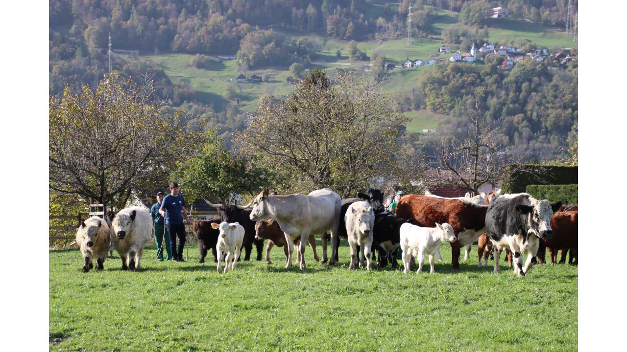 Die bunte Mutterkuhherde an der beef.ch in Landquart. (Foto: Jonas Freund)