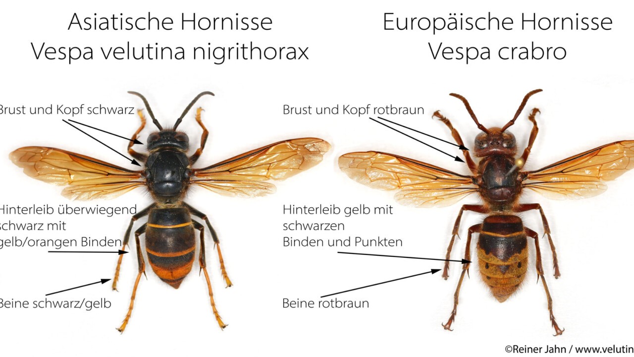 Asiatische Hornisse vs. Europäische Hornisse