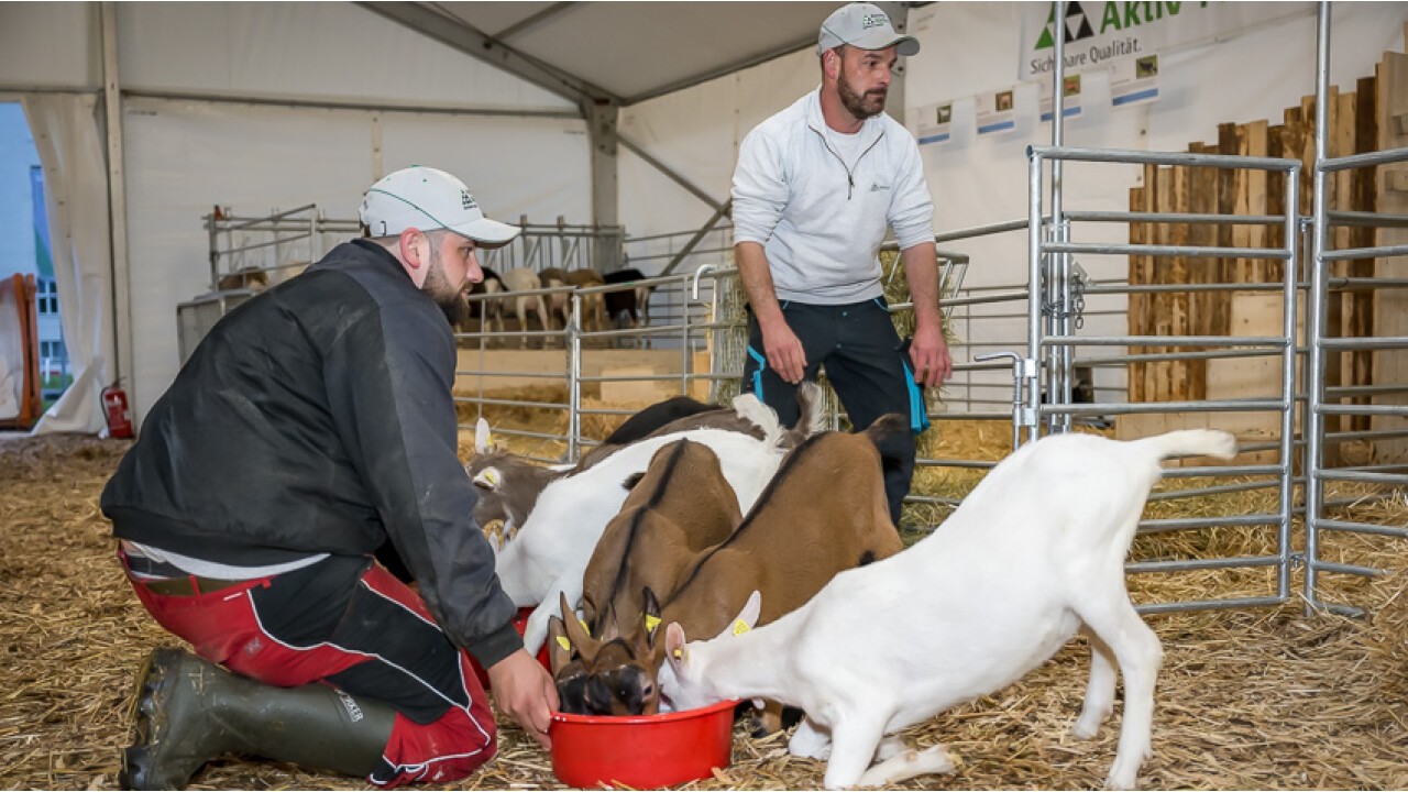 06.45 Uhr: Die jungen Gitzi bekommen Geissenmilch...