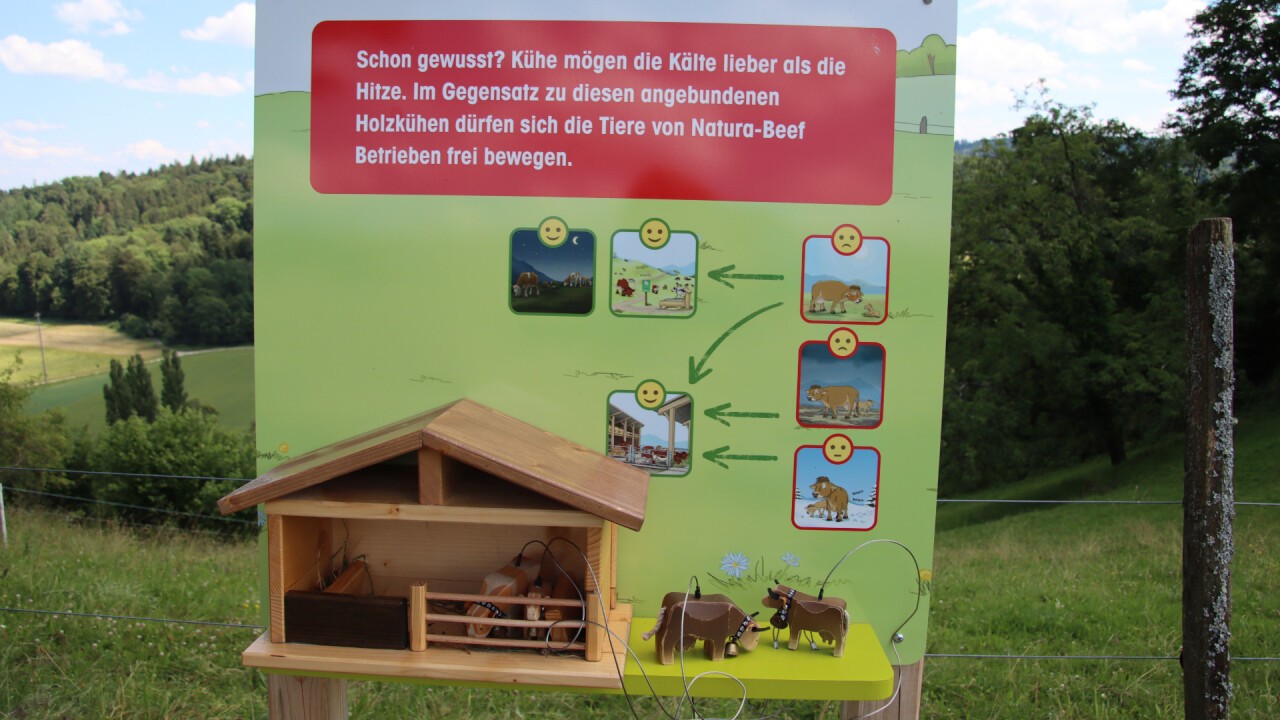 Was ertragen die Kühe besser, Kälte oder Hitze? Bringen Sie die Kühe und Kälber auf die Weide oder in den Stall - je nach Wetter.