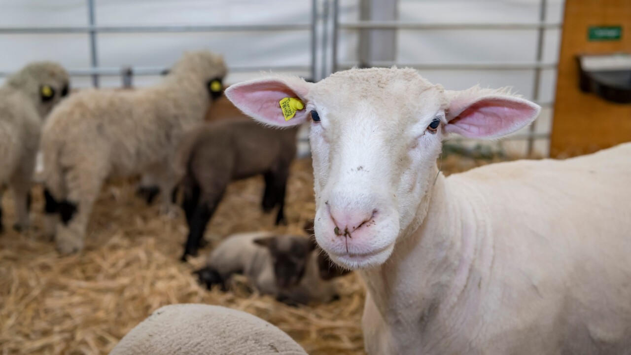Im Luga-Bauernhof können Sie Schafe, ...