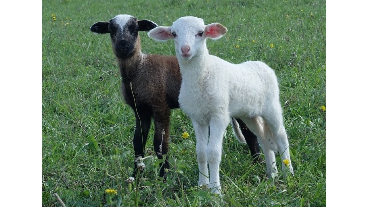 Neugierig machen sich die kleinen Schafe auf Entdeckungstour...