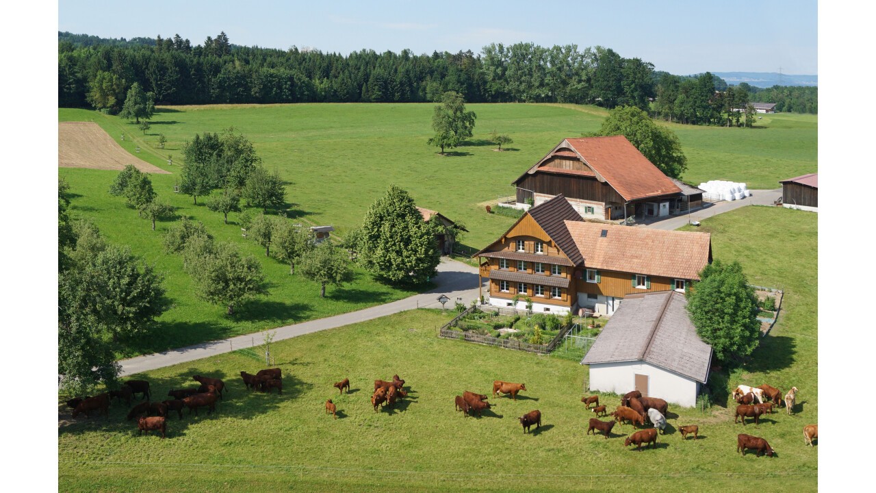 Die Weidefarm in Ballwil ist auch das Zuhause der Salers Herde. (Foto: Kathrin Tritten)