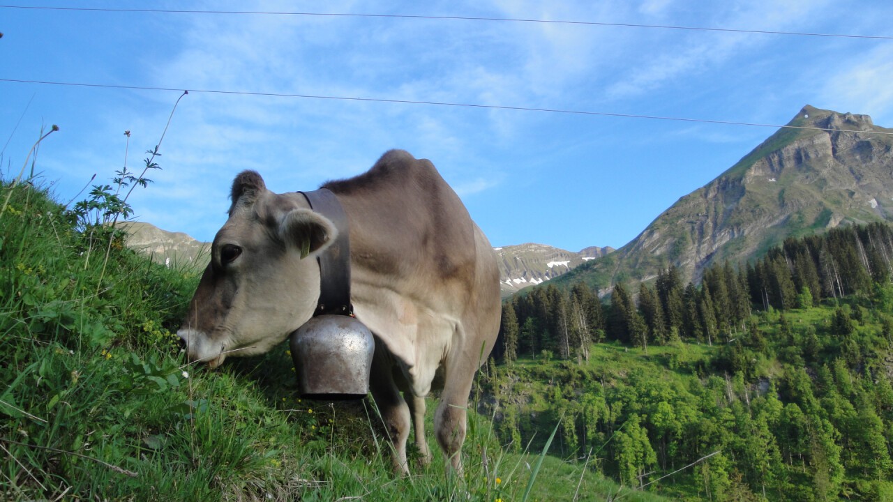 der Anfang für feinen Alpkäse