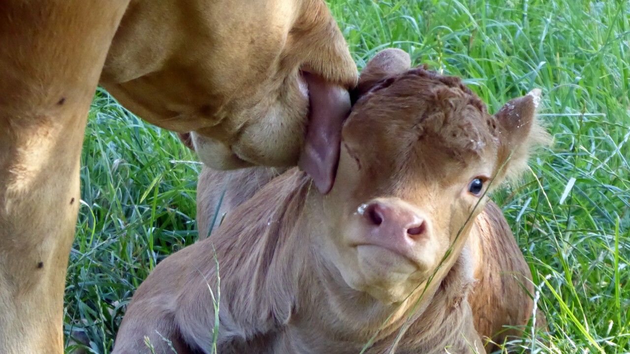 In der Mutterkuhhaltung wächst das Kalb bei seiner Mutter in der Herde auf. Quelle: Daniela Hunger
