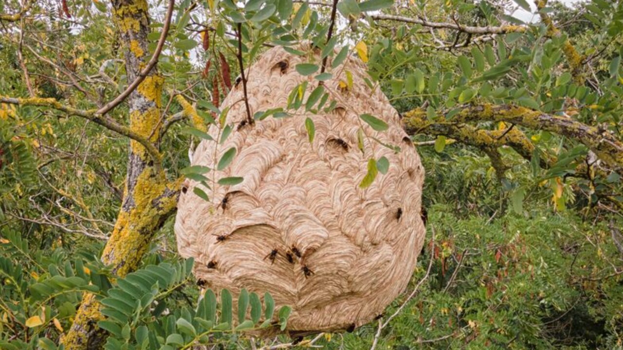 Asiatisches Hornissennest 