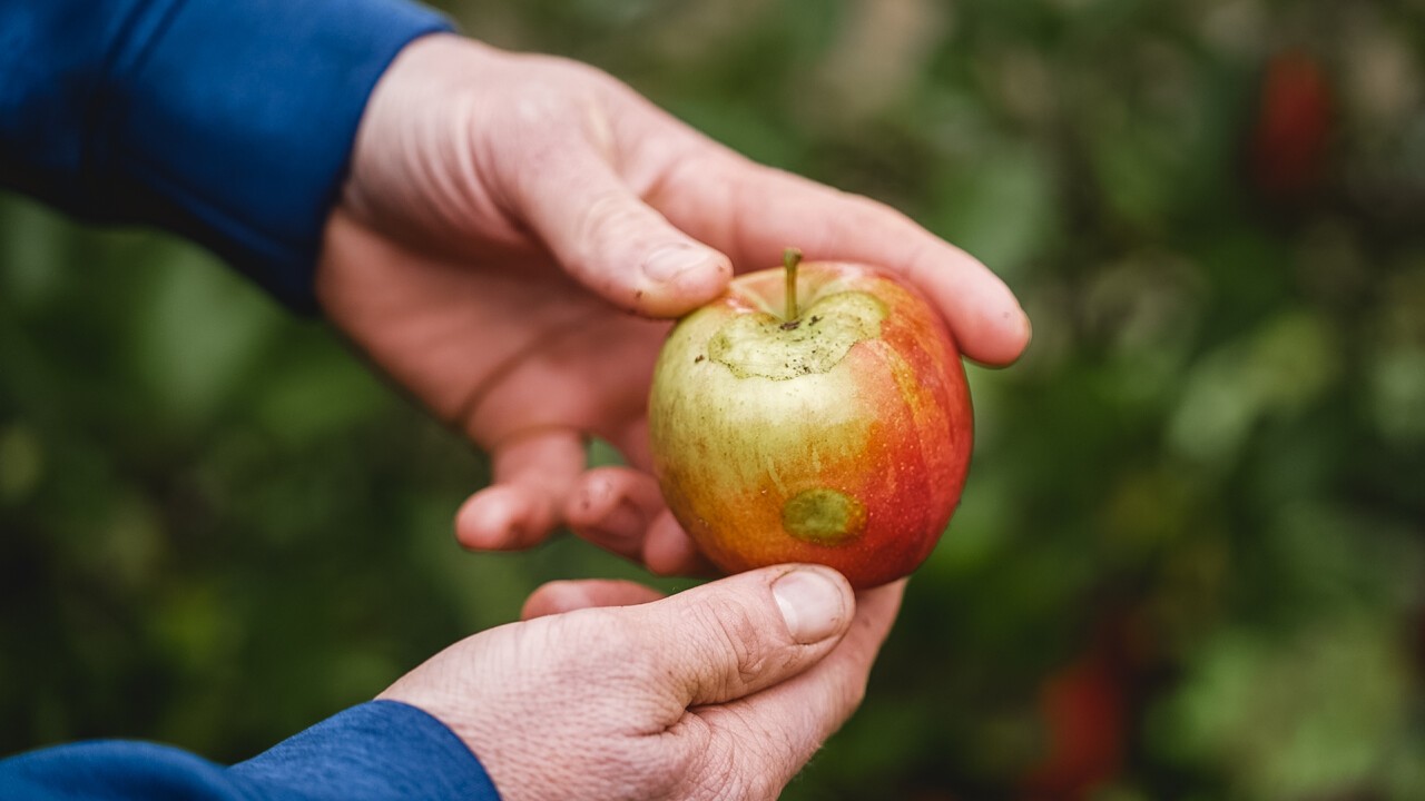 Apfel mit Beule