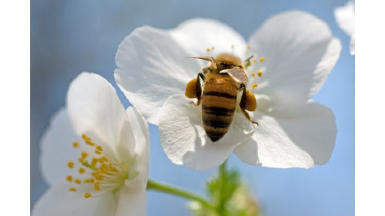 Hier sieht man schön die Pollenhöschen an den Hinterbeinen der Biene.