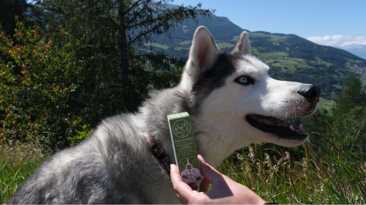 Mittel Gegen Arthrose Bei Hunden www.luga.ch