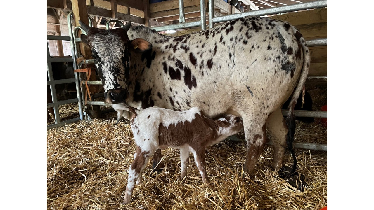 Die Zebu-Kuh Hera mit dem Jungkalb Merlot.