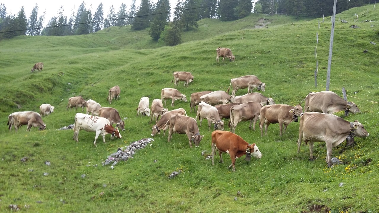 Kühe auf der Alpweide