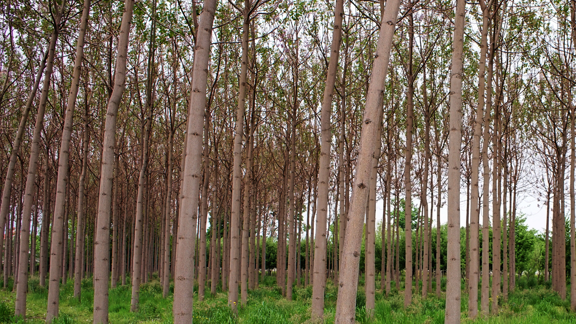 Ein dichter Hain aus hohen, schlanken Bäumen mit geraden Stämmen und spärlichem Laub, der auf einem grasbewachsenen Boden steht, dessen grünes Laub im Hintergrund sichtbar ist.