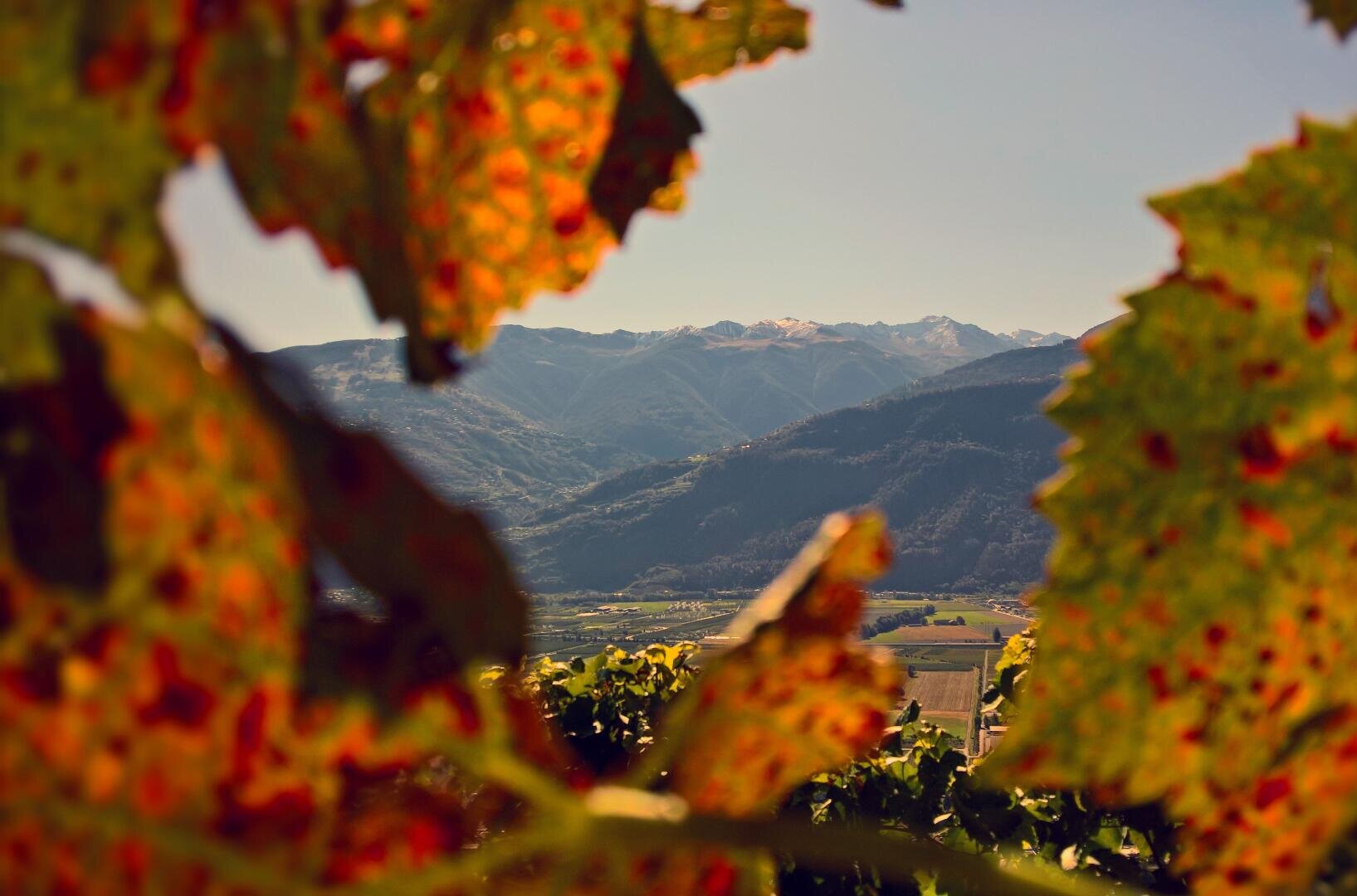 Das sonnenbeschienene Herbstlaub im Vordergrund umrahmt teilweise eine malerische Aussicht auf ferne Berge und ein darunter liegendes Tal unter einem klaren Himmel.