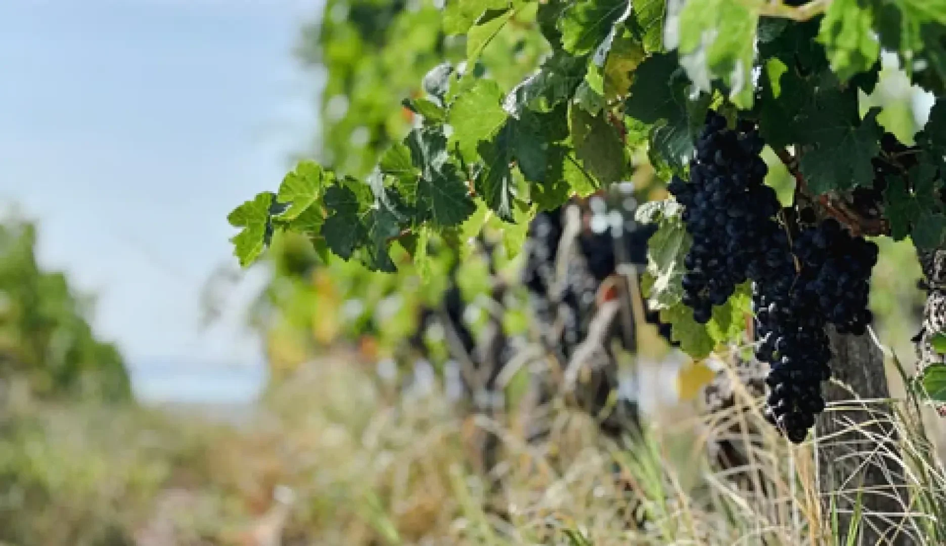 Dunkelviolette Trauben hängen an grünen Rebstöcken in einem Weinberg, wobei die Blätter einen Teil des Schattens spenden und der Hintergrund aus weiteren Rebstöcken und grasbewachsenem Boden verschwommen ist.