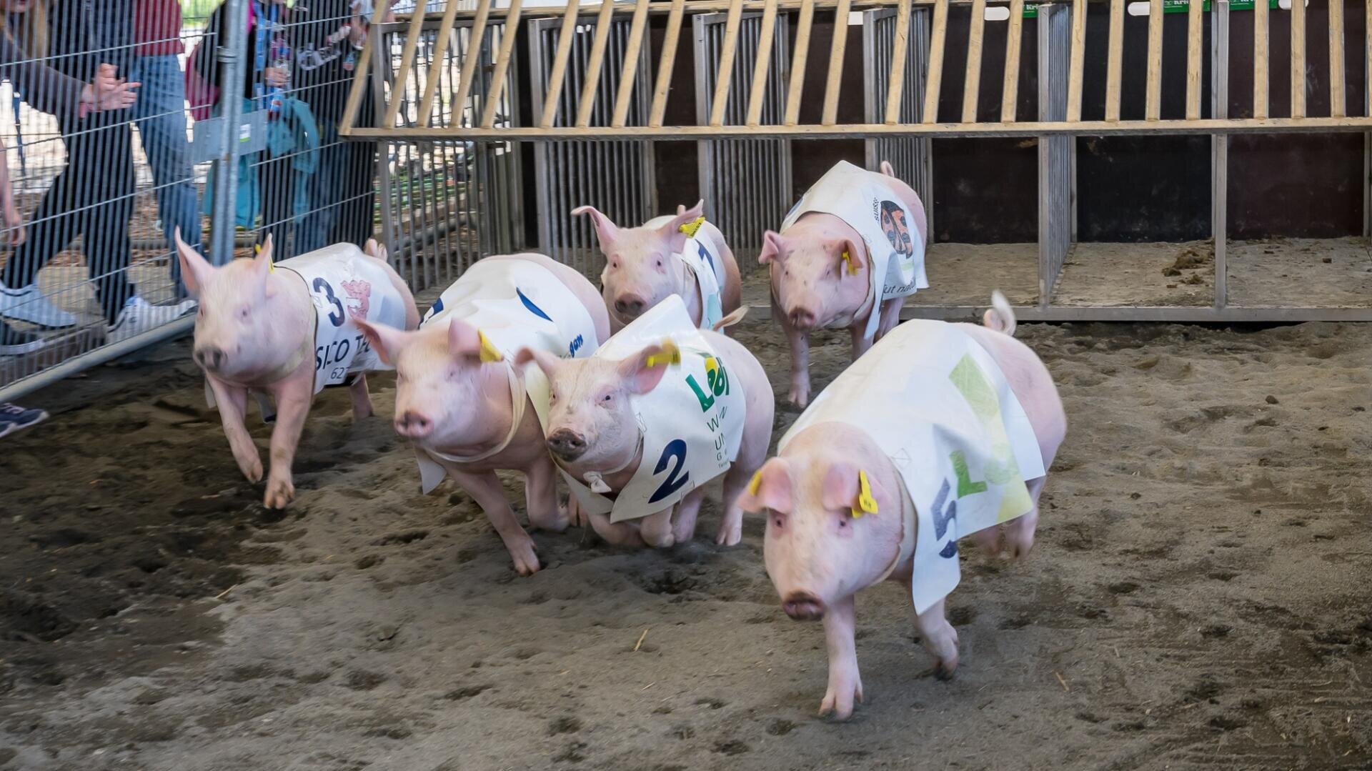 Sechs Schweine, die nummerierte Tücher tragen, laufen auf einer unbefestigten Strecke innerhalb eines eingezäunten Geländes, als ob sie an einem Schweinerennen teilnehmen würden. Man sieht Menschen, die hinter dem Zaun zuschauen.