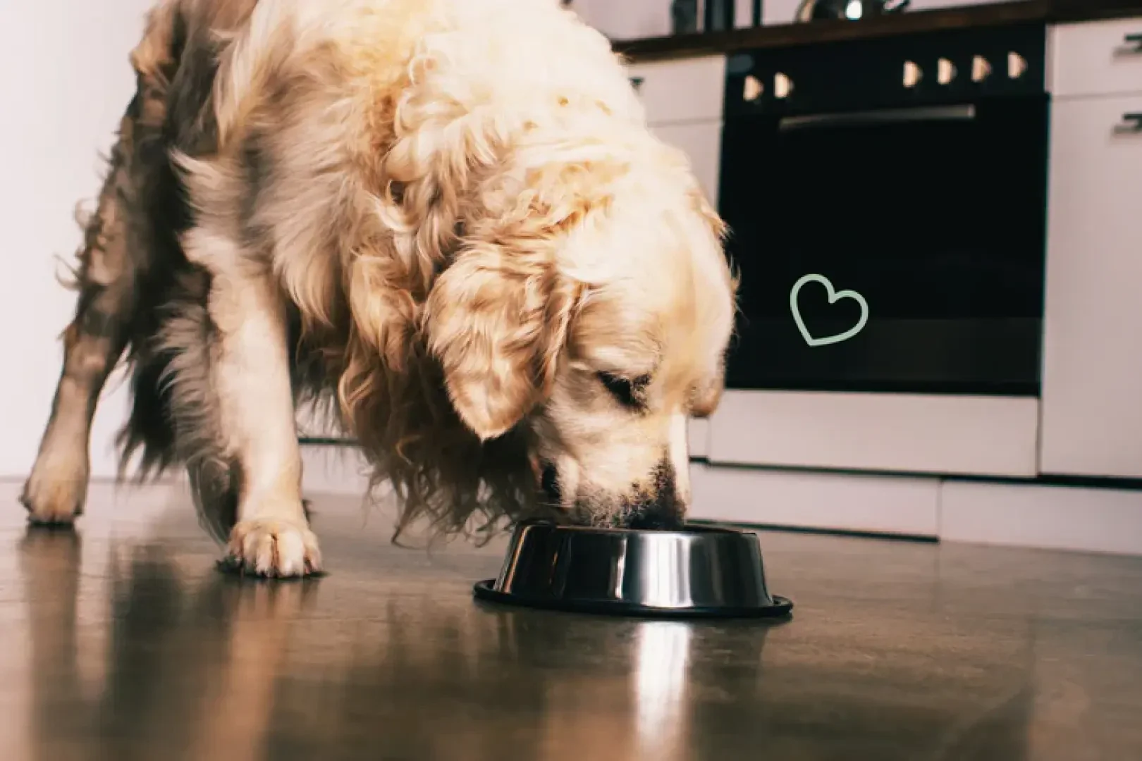Ein Golden Retriever frisst aus einem Metallnapf auf dem Küchenboden, neben seinem Kopf ist ein kleines grünes Herz gezeichnet.