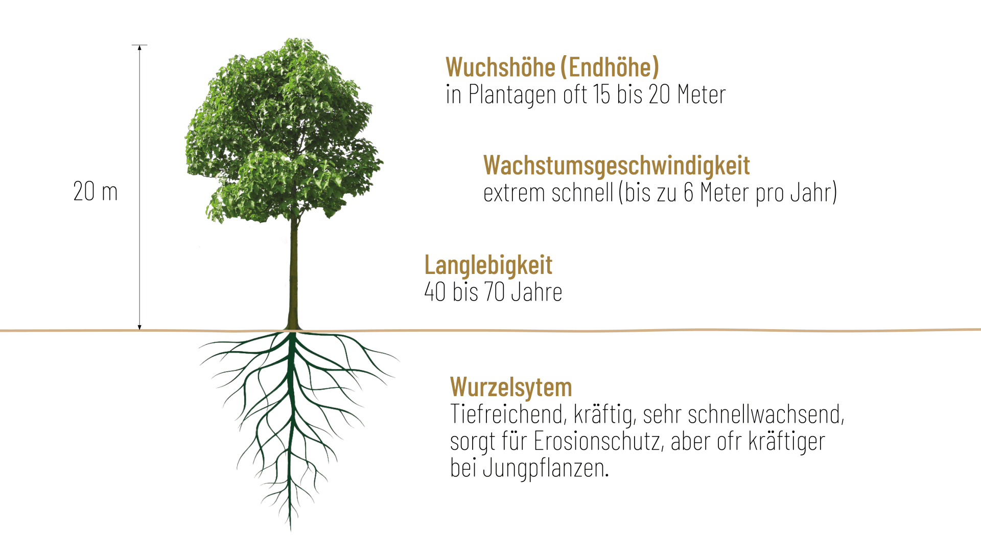 Abbildung eines Baumes mit folgenden Merkmalen: Höhe bis zu 20 m, Wachstumsgeschwindigkeit bis zu 6 m/Jahr, Lebensdauer von 40-70 Jahren und ein tiefes, starkes Wurzelsystem zum Schutz vor Erosion, das bei jungen Pflanzen besonders kräftig ist.