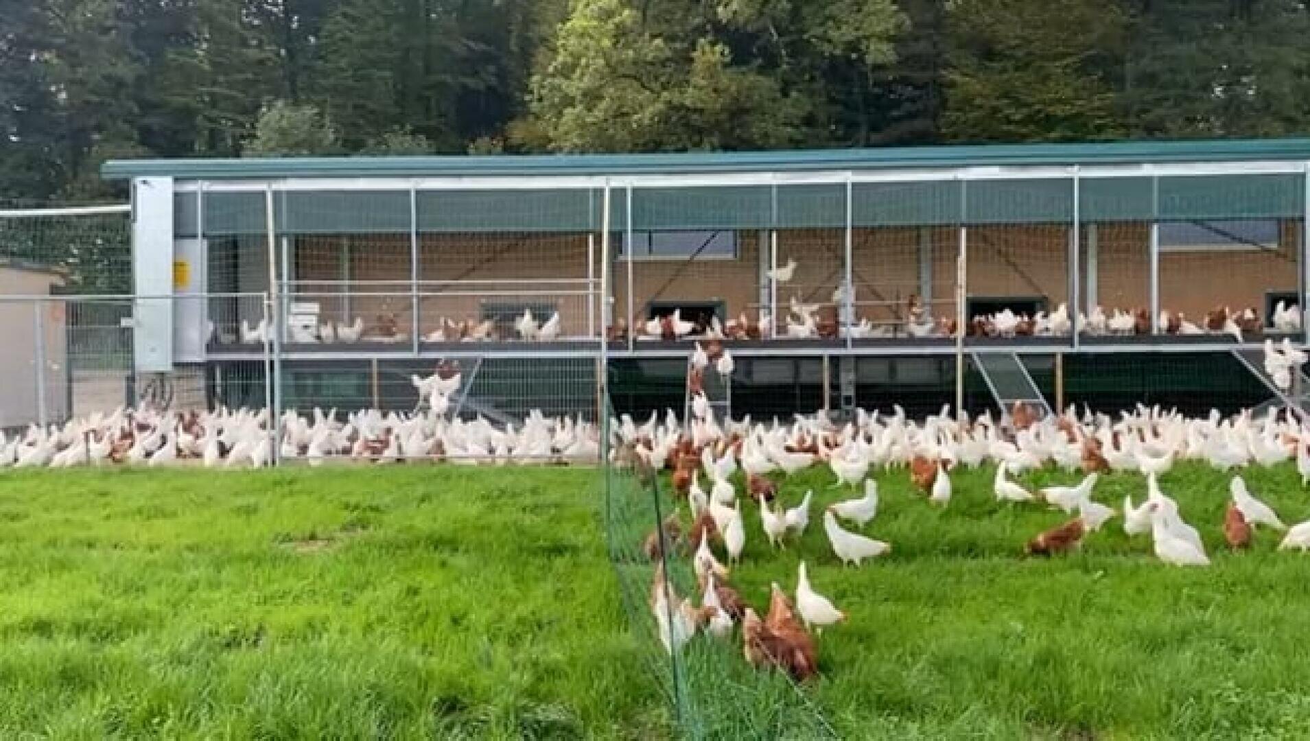 Eine große Gruppe weißer und brauner Hühner bewegt sich auf grünem Gras außerhalb eines langen, überdachten Hühnerstalls mit offenen Seiten, umgeben von Bäumen im Hintergrund.