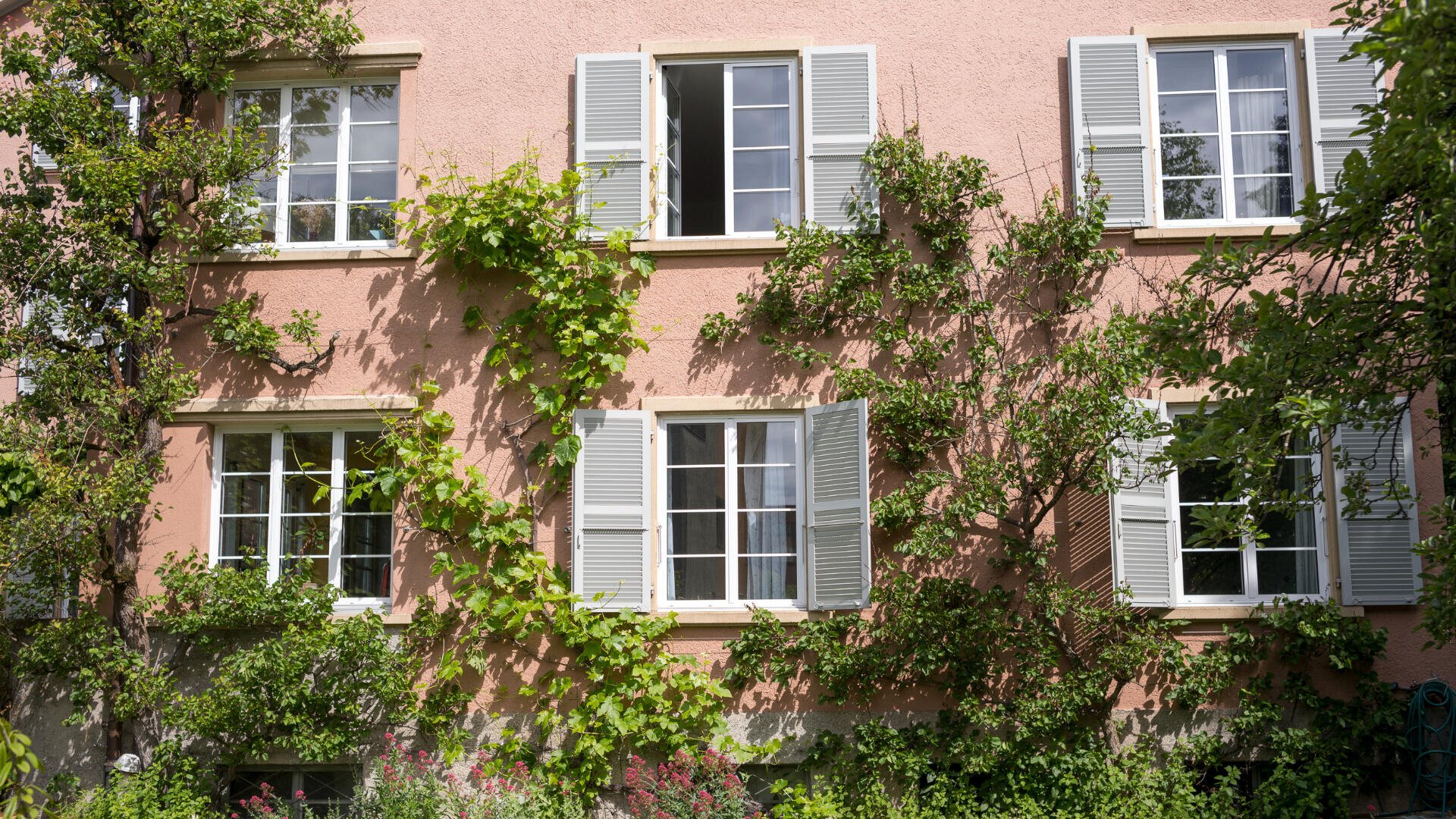 Dreistöckiges rosafarbenes Gebäude mit weiß umrandeten Fenstern und hellgrauen Fensterläden, von denen einige offen und einige geschlossen sind. Grüne Ranken und Pflanzen wachsen an der Fassade und um die Fenster herum. Das Sonnenlicht wirft weiche Schatten an die Wand.