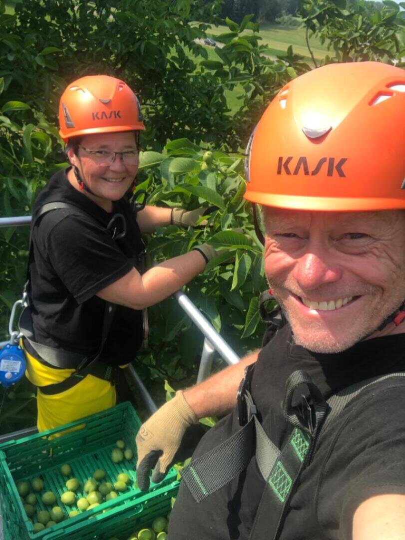 Zwei Personen mit orangefarbenen Schutzhelmen und Handschuhen ernten grüne Früchte von einem Baum und lächeln in die Kamera. Sie stehen auf einer Plattform mit grünen Kisten, die mit Früchten gefüllt sind.