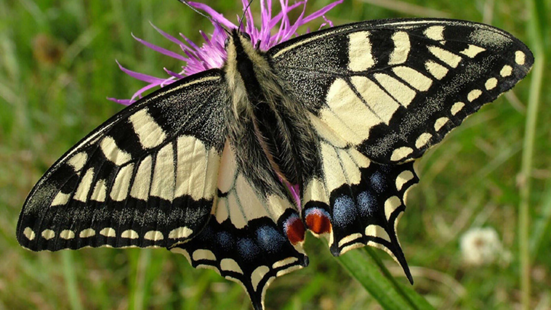 Ein Schwalbenschwanzfalter mit schwarzer, gelber und blauer Zeichnung sitzt mit ausgebreiteten Flügeln auf einer violetten Blüte vor einem verschwommenen grünen Hintergrund.