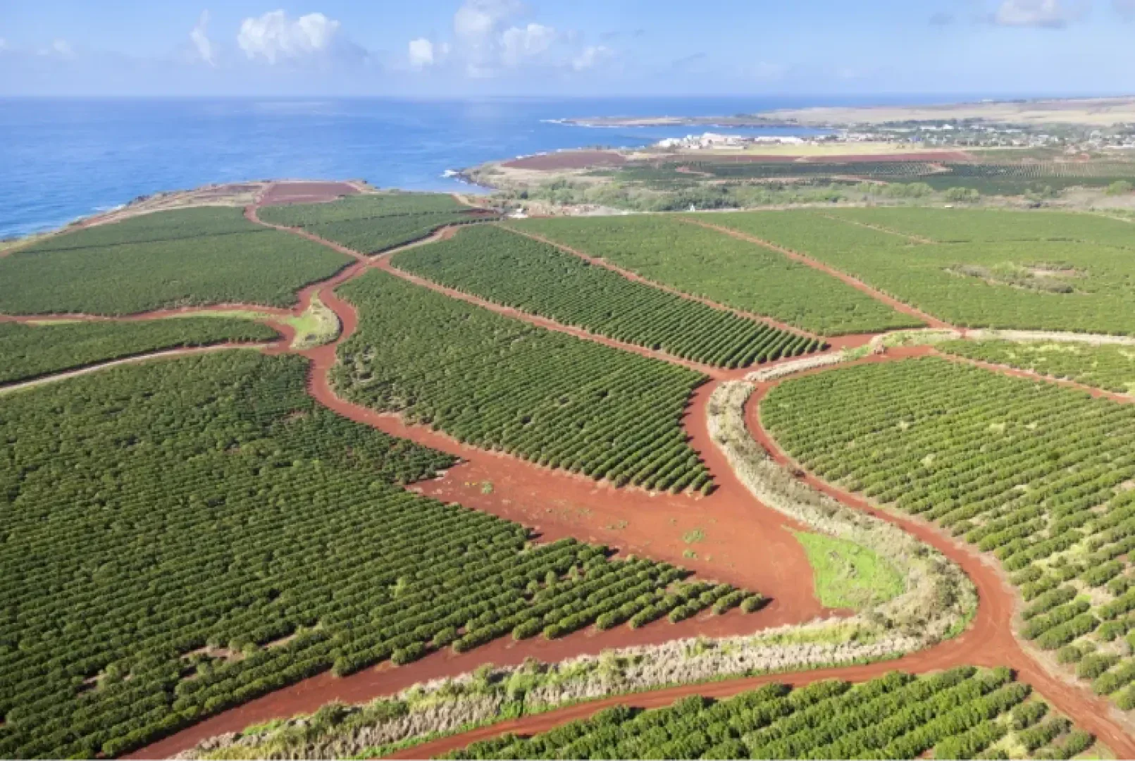 Luftaufnahme von weitläufigem grünem Ackerland mit Reihen von Feldfrüchten, roten Feldwegen, die sich durch die Felder schlängeln, und dem Meer, das im Hintergrund unter einem teilweise bewölkten Himmel zu sehen ist.