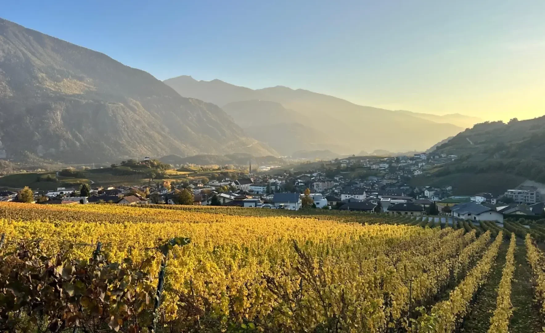 Goldene Weinberge erstrecken sich in Richtung einer kleinen Stadt, die in einem Tal liegt. Im Hintergrund sind die Berge und der dunstige Himmel zu sehen, der von sanftem, goldenem Sonnenlicht beleuchtet wird.
