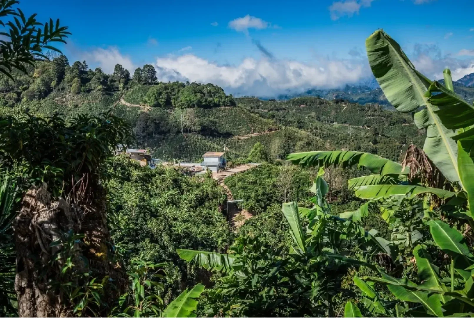 Üppige, grüne Hügel mit dichter Vegetation und Bananenstauden, dazwischen ein paar kleine Gebäude unter einem strahlend blauen Himmel mit vereinzelten Wolken.
