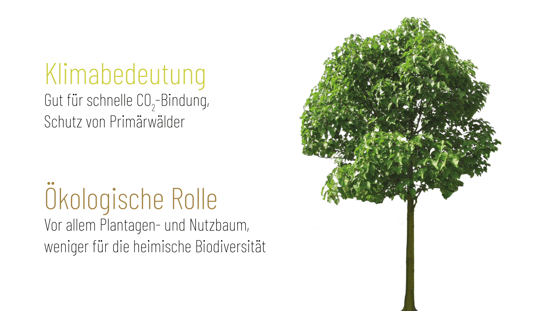 Ein grüner, belaubter Baum steht auf einem weißen Hintergrund. Der deutsche Text daneben lautet: Klimabedeutung: Gut für schnelle CO₂-Bindung, Schutz von Primärwäldern. Ökologische Rolle: Vor allem Plantagen- und Nutzbaum, weniger für die heimische Biodiversität.