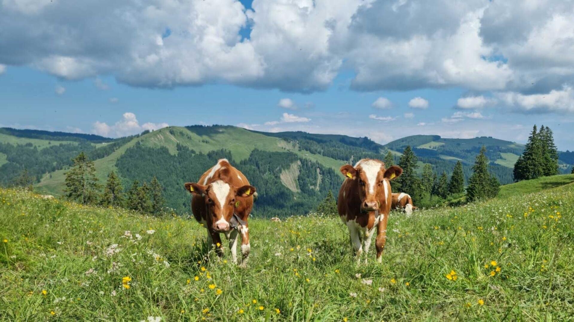 Zwei braun-weiße Kühe stehen auf einer mit Wildblumen übersäten Wiese mit sanften grünen Hügeln, Bäumen und einem teilweise bewölkten Himmel im Hintergrund.