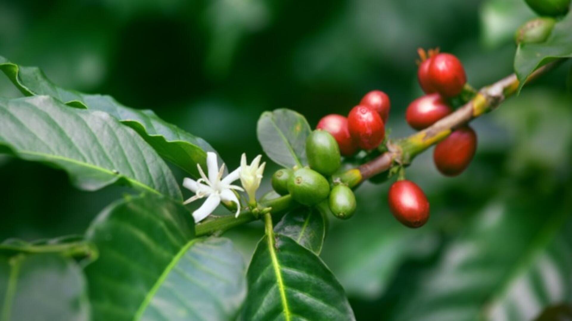 Nahaufnahme eines Zweigs der Kaffeepflanze mit grünen und roten Kaffeekirschen sowie einer kleinen weißen Kaffeeblüte, umgeben von glänzenden grünen Blättern.