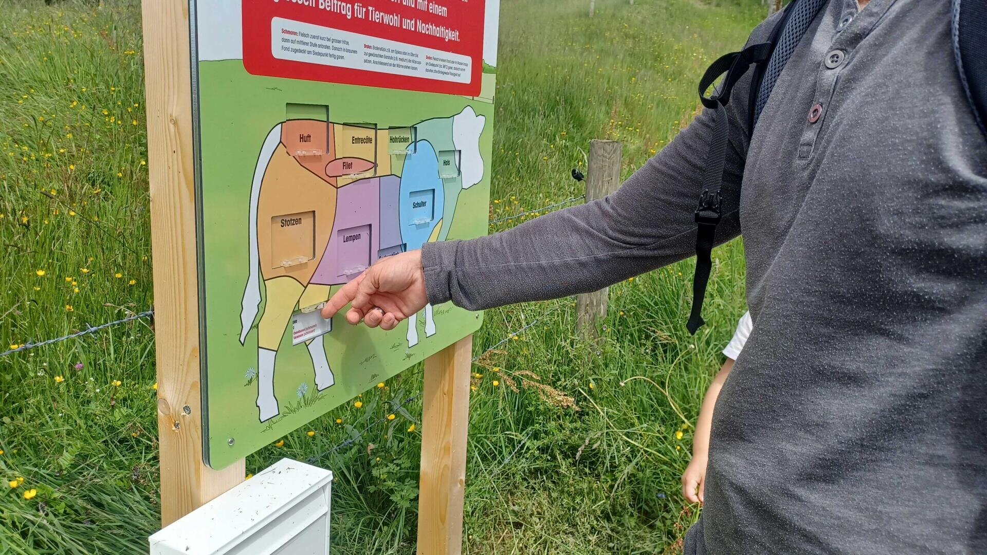 Eine Person zeigt auf eine bunte Abbildung einer Kuh auf einem Schild im Freien, auf dem die verschiedenen Fleischstücke abgebildet sind. Die Person trägt ein graues langärmeliges Hemd und einen schwarzen Rucksack und steht auf einer Wiese.
