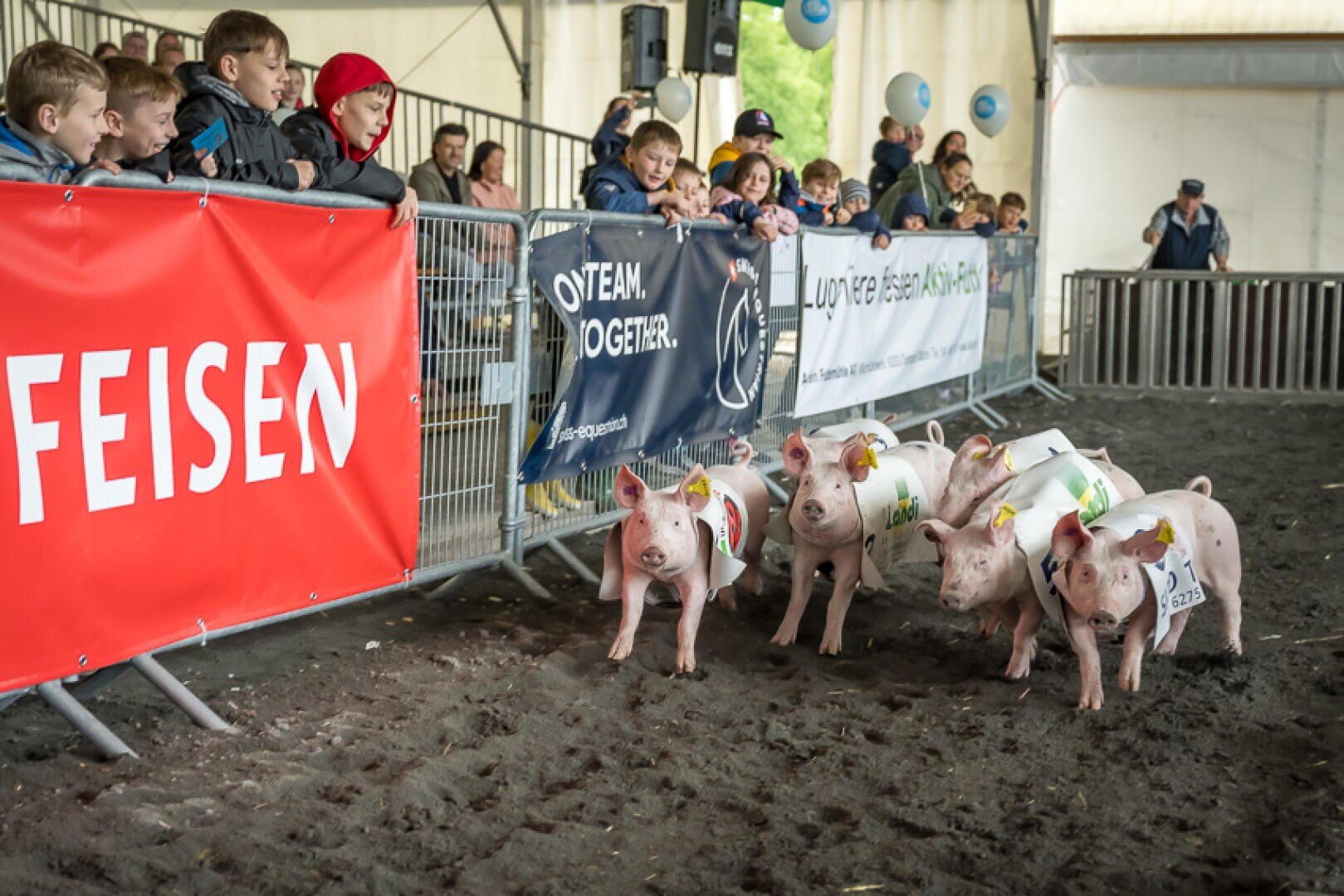 Eine Gruppe von Ferkeln mit nummerierten Westen und Hüten versammelt sich an der Startlinie eines Rennens, während Kinder und Erwachsene hinter einem Metallzaun unter einem Zelt zusehen.