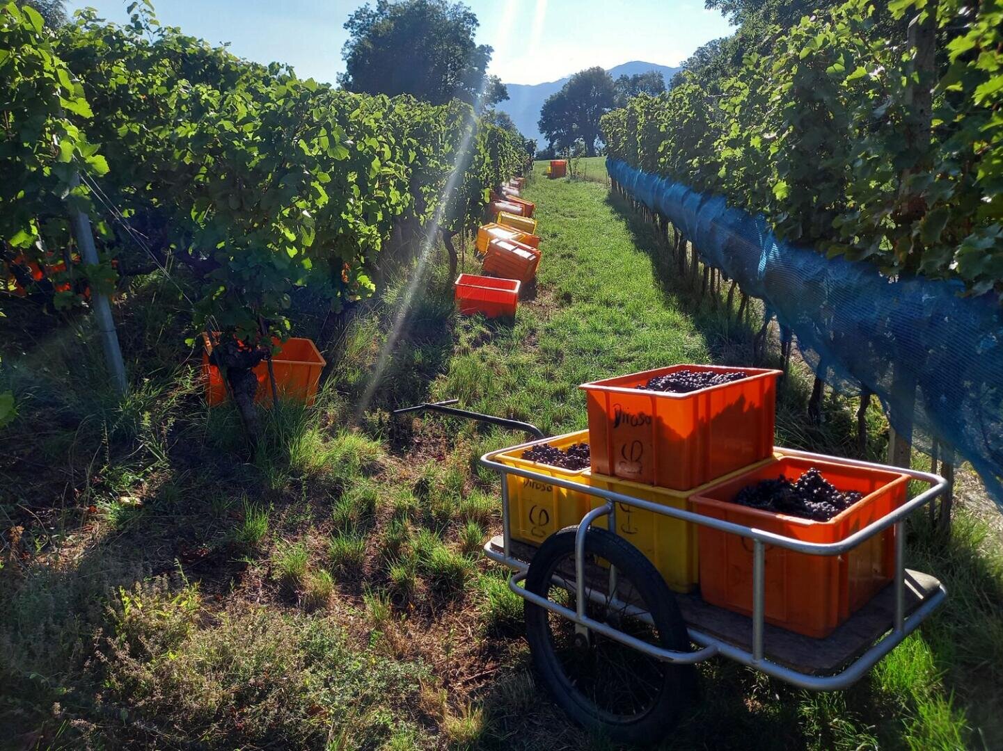 Reihen von Weinstöcken mit orangefarbenen Kisten voller geernteter Trauben säumen einen grasbewachsenen Weg. Eine Schubkarre hält weitere mit Trauben gefüllte Kisten im hellen Sonnenlicht eines Weinbergs.