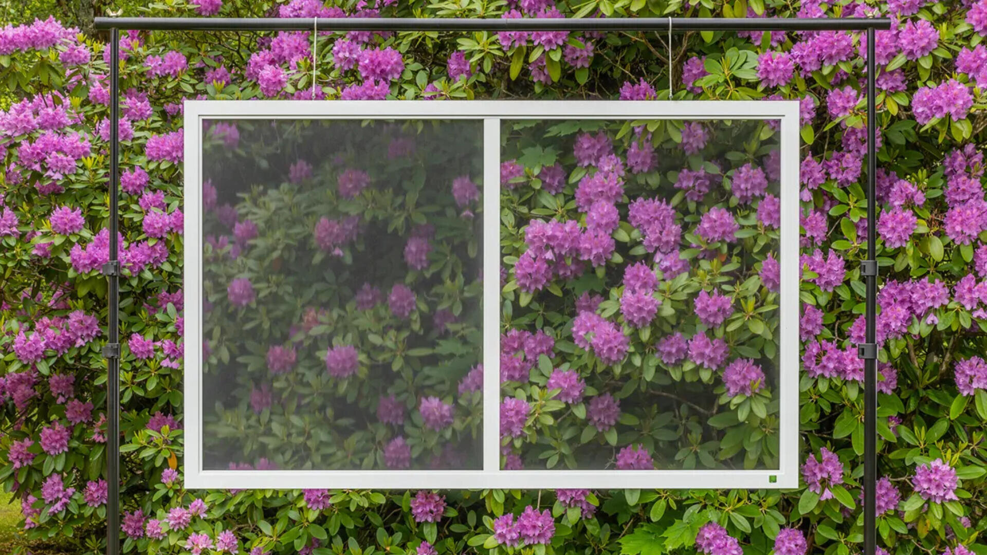Vor blühenden Sträuchern mit violetten Blüten wird ein Fenstergitter gehalten. Die linke Seite des Gitters ist verschwommen und verdeckt den Blick teilweise, während die rechte Seite klar ist und die Blüten scharf erkennen lässt.
