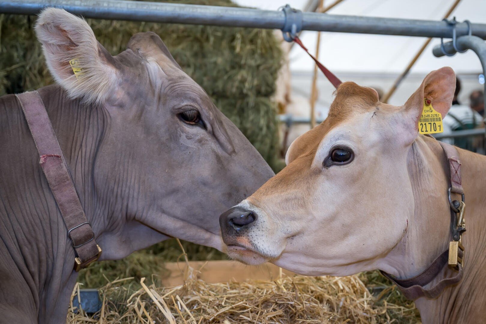 Zwei Kühe mit Ohrmarken kuscheln sich in einem mit Stroh und Heu gefüllten Stall aneinander. Beide Kühe tragen Halsbänder und befinden sich in einem geschützten Bereich mit Metallzäunen im Hintergrund.