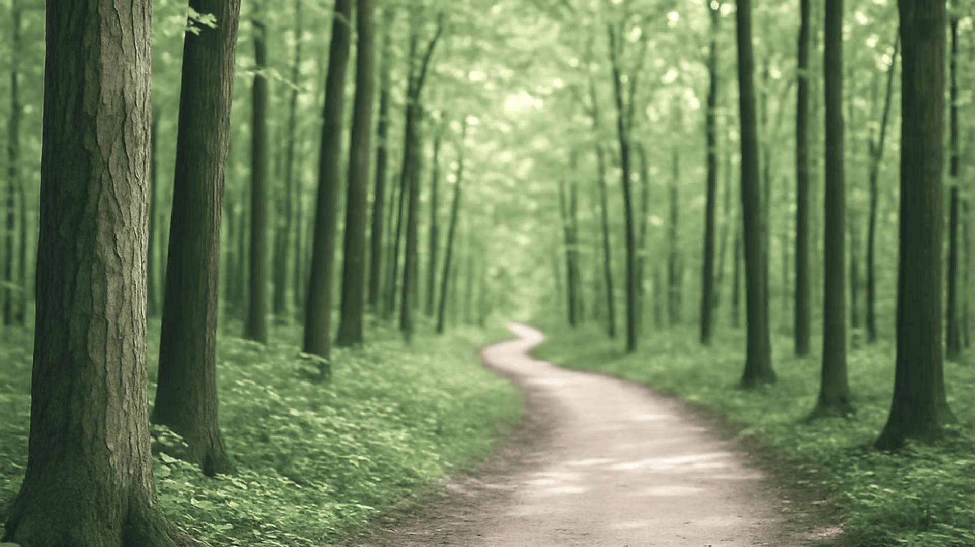 Ein gewundener, unbefestigter Weg führt durch einen dichten Wald mit hohen, geraden Bäumen und üppig grünem Laub, der eine heitere und ruhige Atmosphäre schafft. Das weiche Sonnenlicht fällt durch die Blätter und wirft sanfte Schatten auf den Boden.