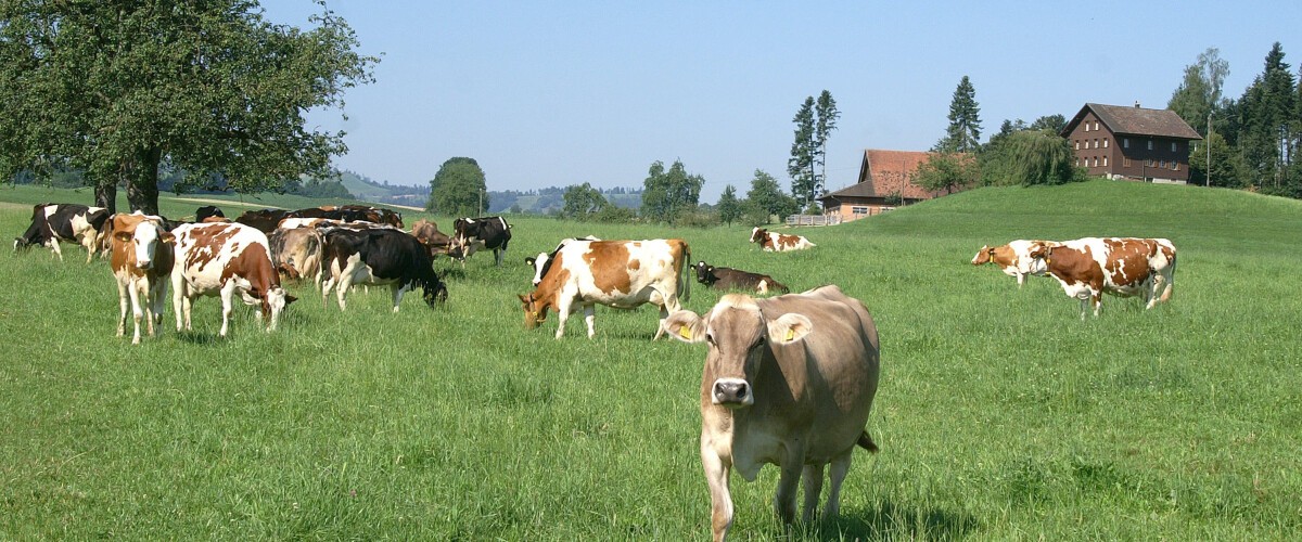 Genossenschaft Zentralschweizer Milchproduzenten ZMP