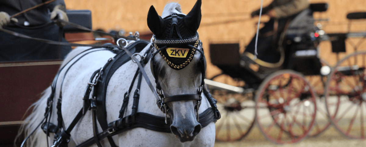 Zentralschweizerischer Kavallerie- und Pferdesportverband