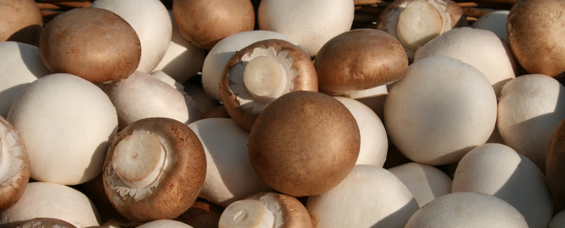 Wauwiler Champignons AG