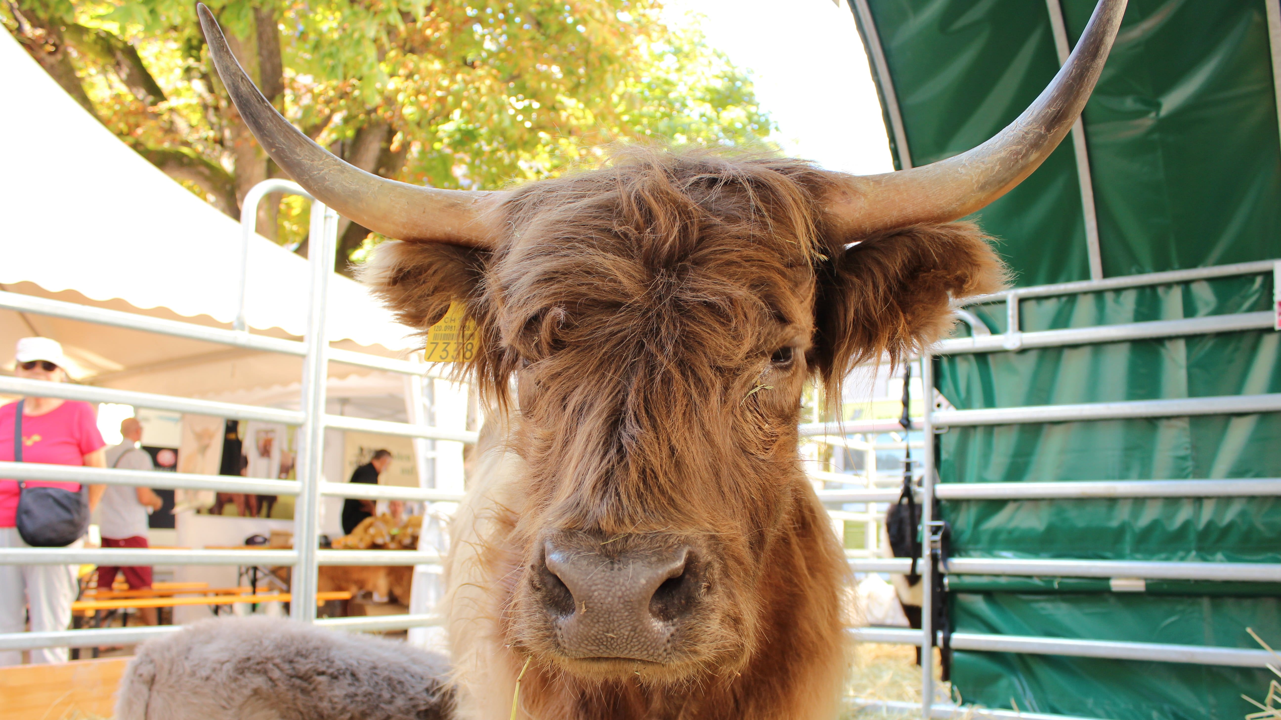 Erleben Sie Mutterkuh und Kalb hautnah