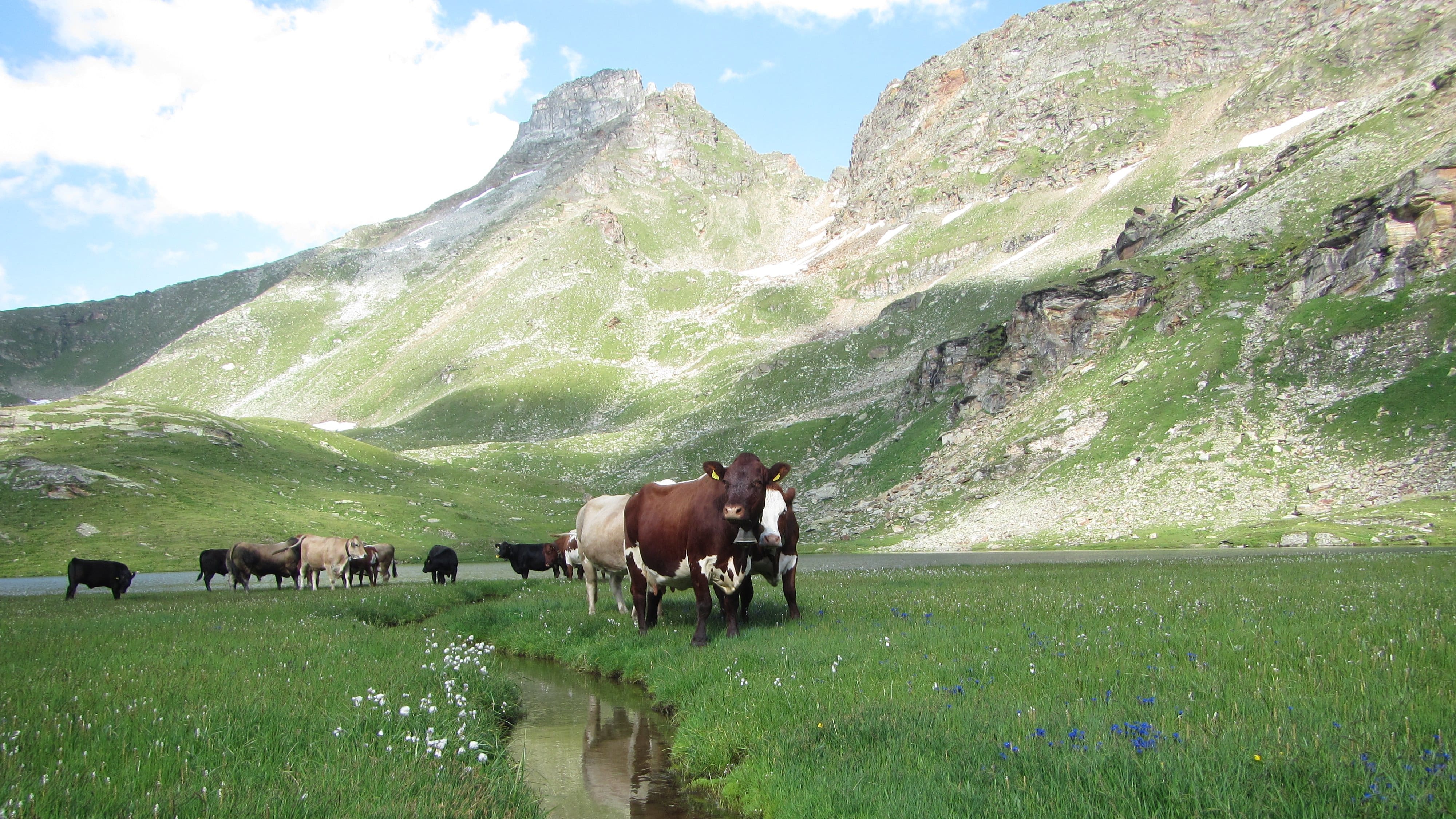 Die Schweiz ist ein Grasland. Mutterkühe helfen unsere Berglandschaft zu pflegen.