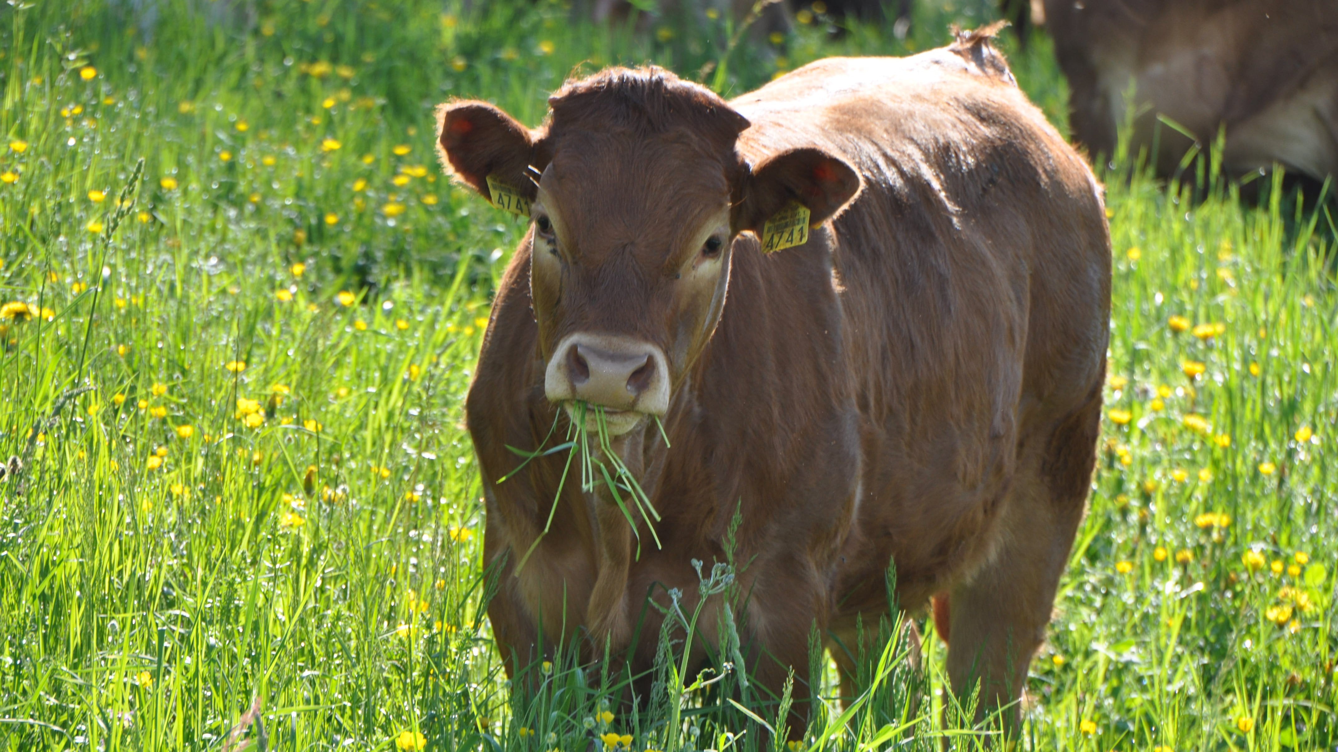 Mutterkühe fressen hauptsächlich oder ausschliesslich Gras und Heu.