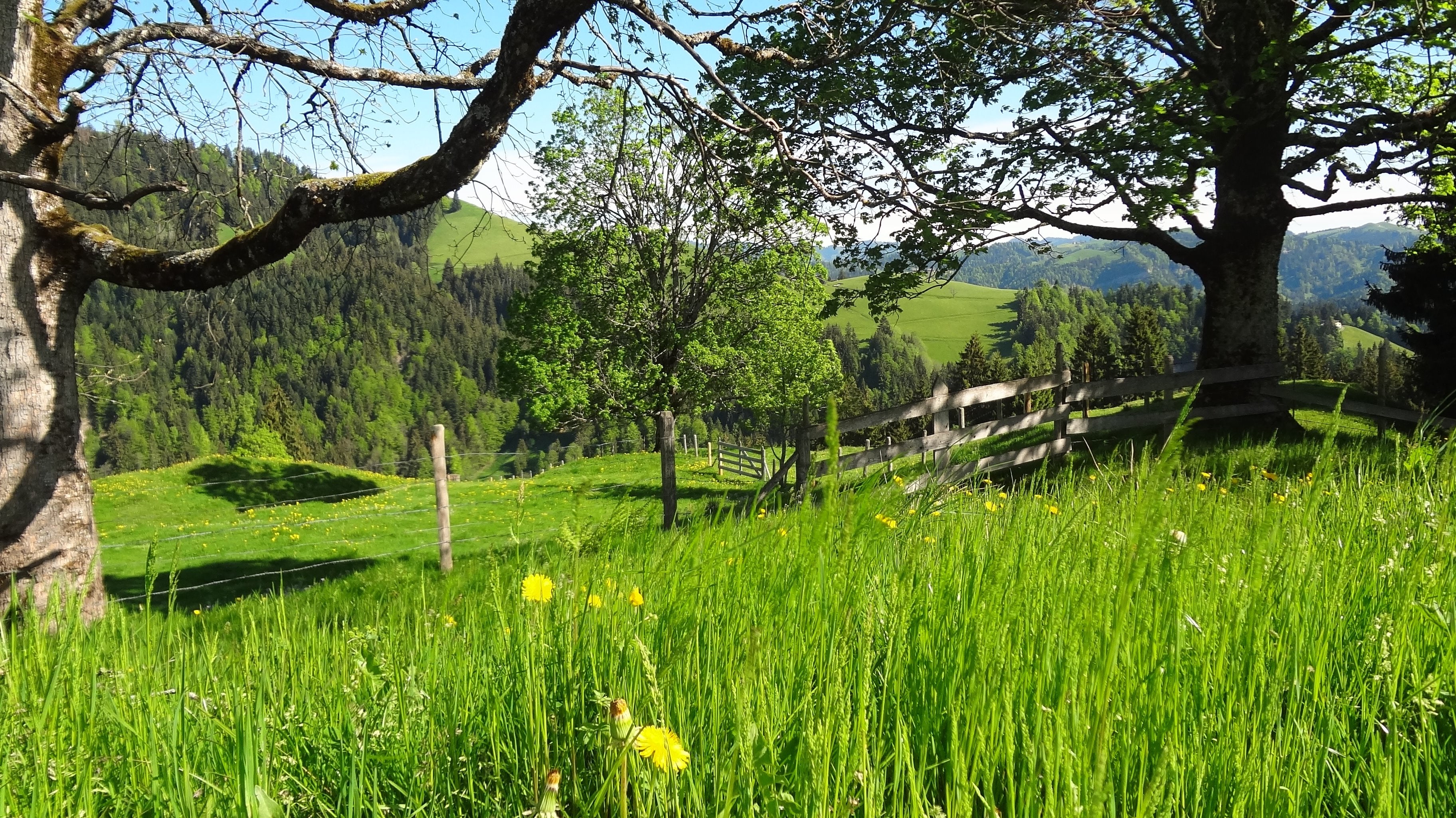 Rund zweidrittel unserer landwirtschaftlicher Nutzfläche besteht aus Gras- und Weideland