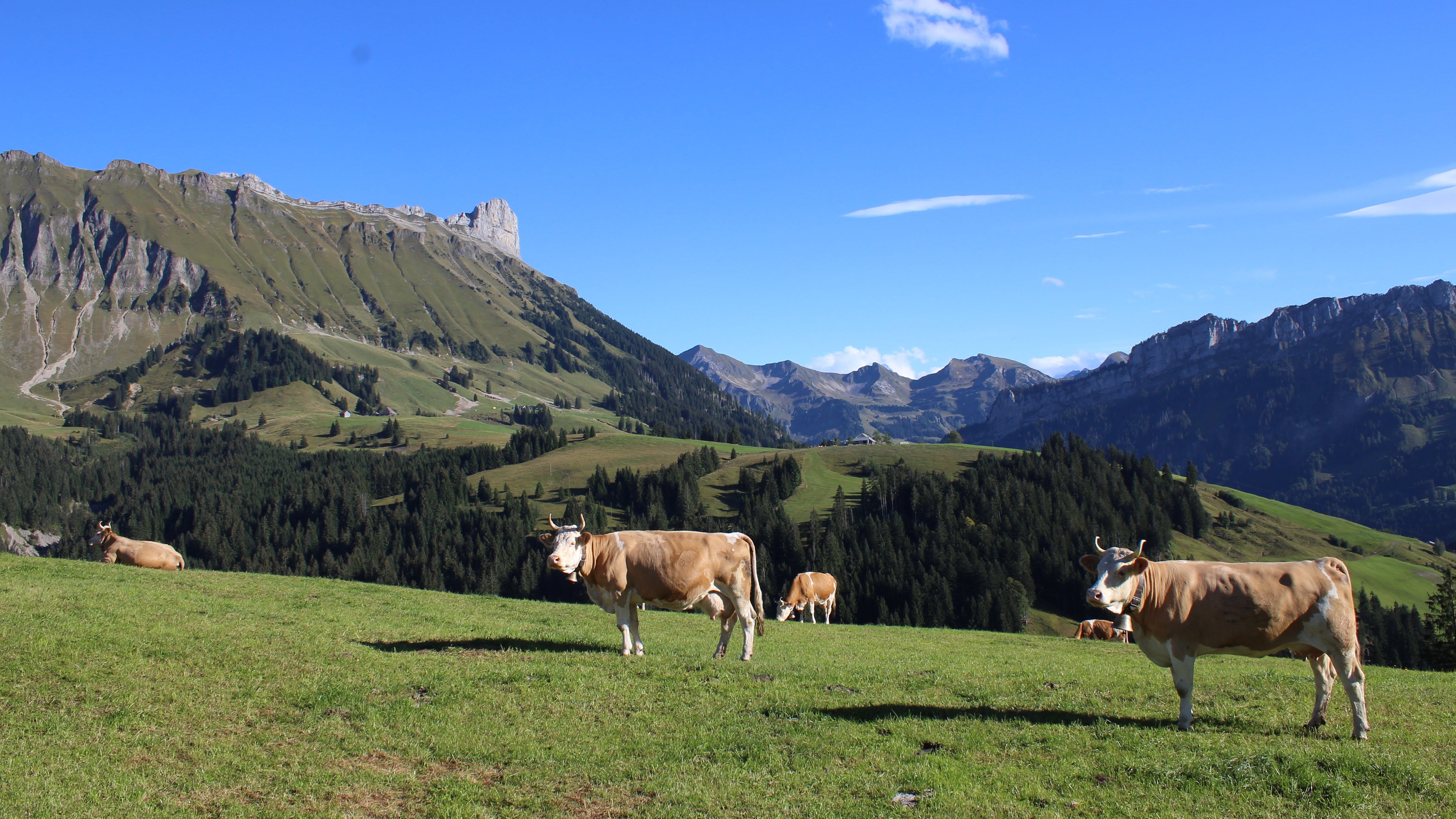 Die Bauern kümmern sich kompetent um ihre Kühe und bieten täglich Auslauf