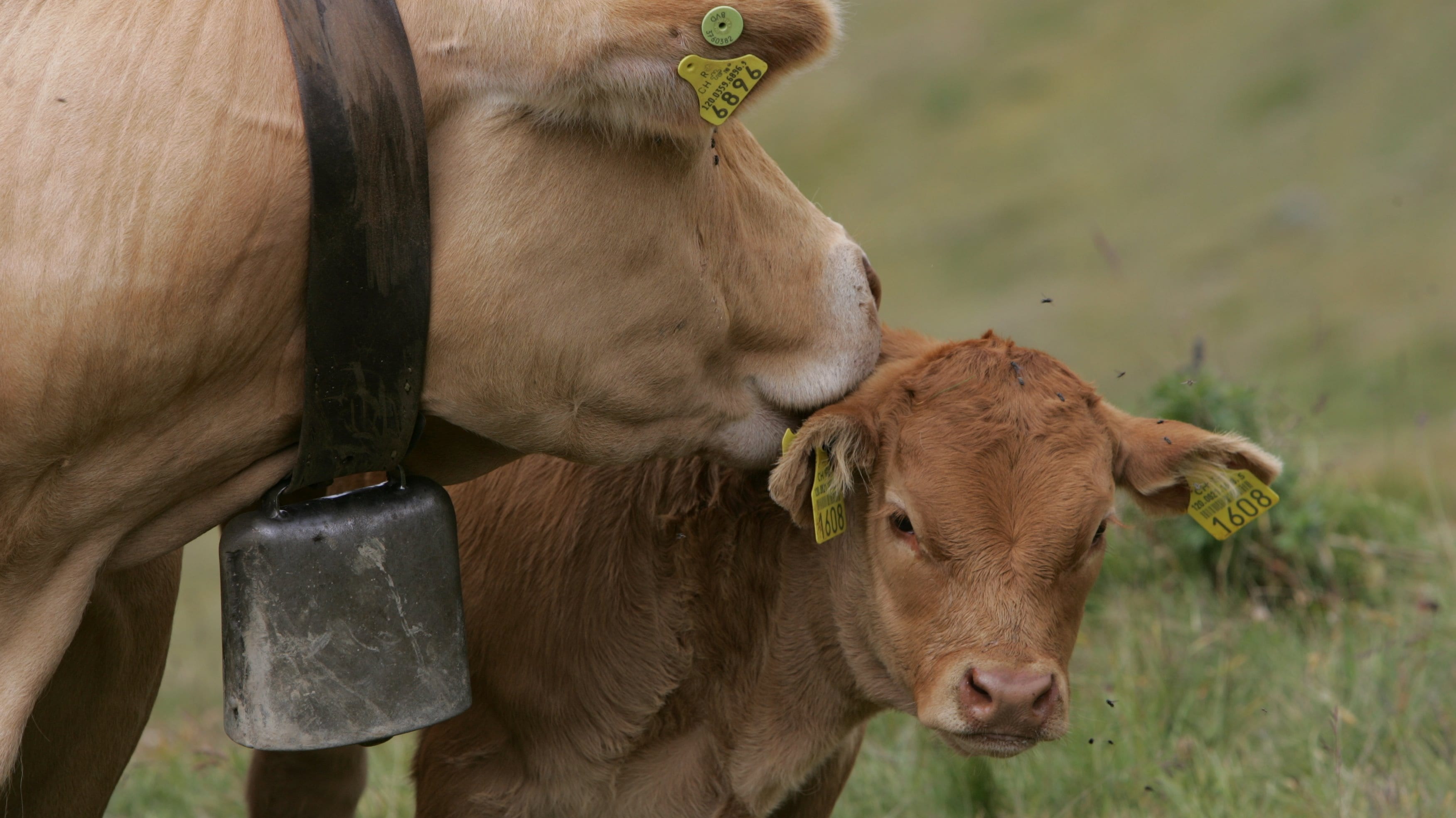Kälber nicht berühren - Mutterkühe mögen dies nicht und beschützen ihr Kalb. Quelle: Rico Lamprecht