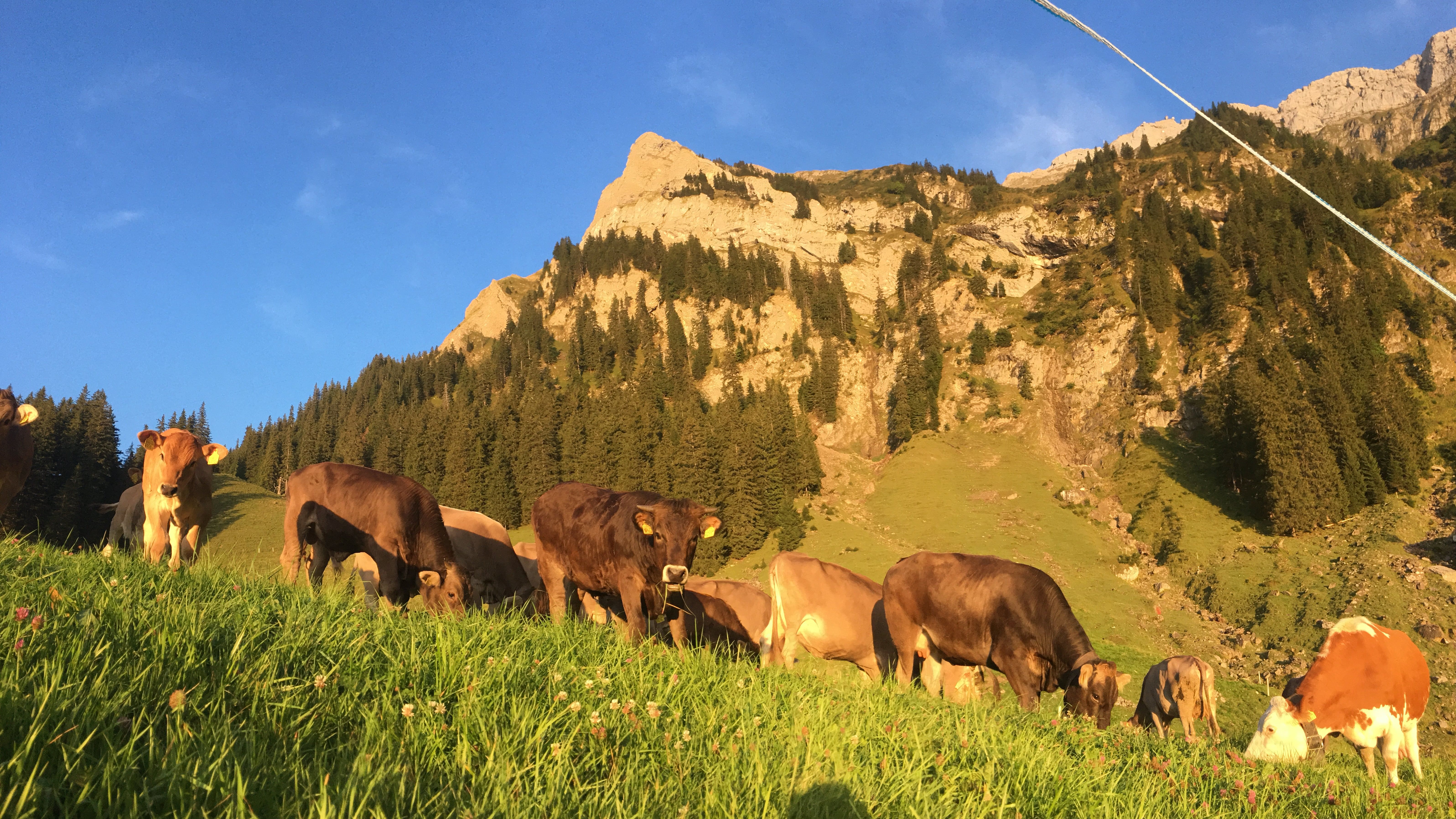 Von Frühling bis Herbst haben die Tiere täglichen Weidegang, im Winter Auslauf im Laufhof.