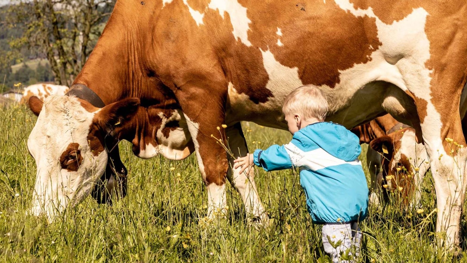 Wintermilch, Sommermilch – welche ist besser?