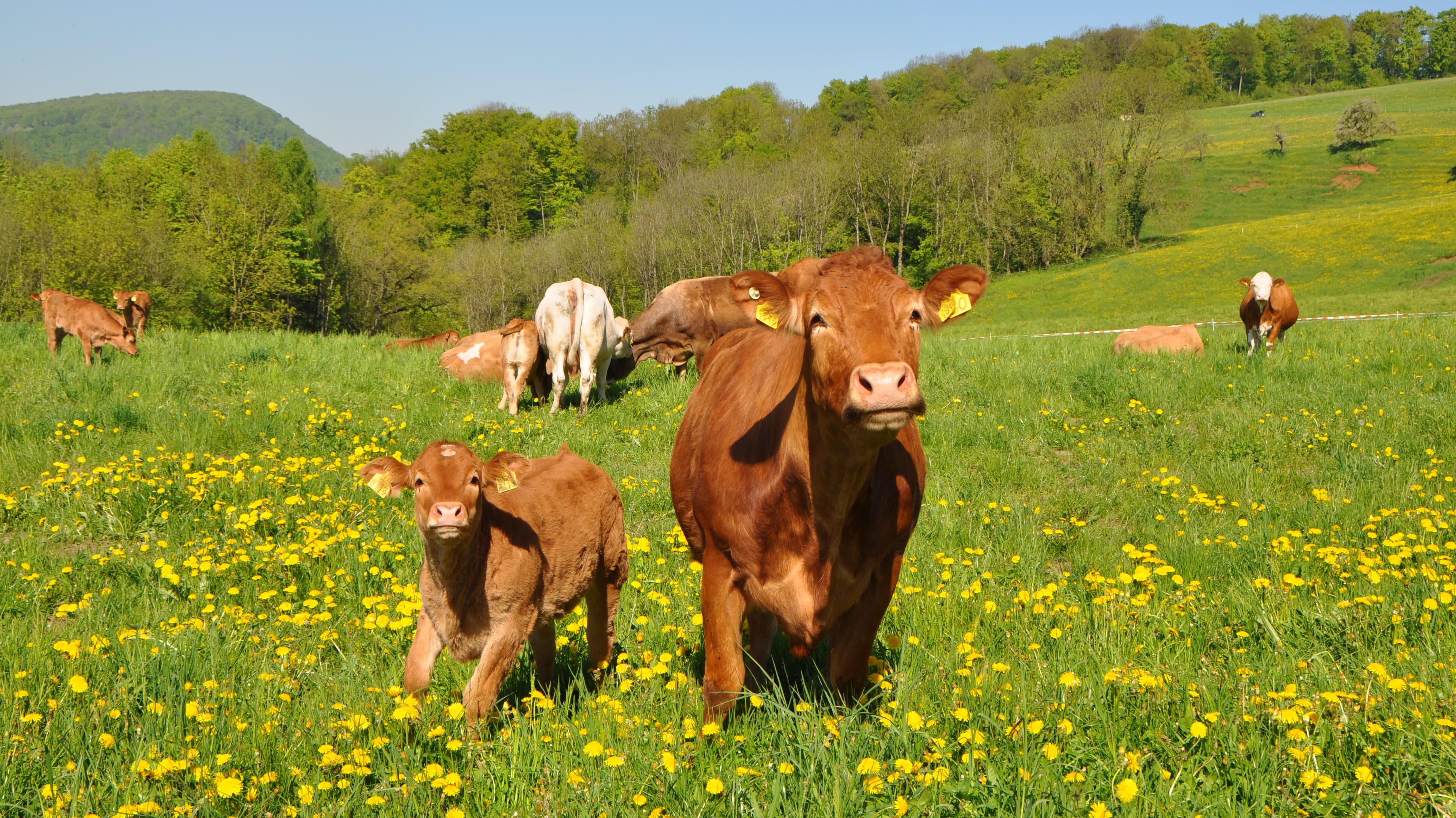 In der Mutterkuhhaltung wächst das Kalb bei seiner Mutter in der Herde auf.